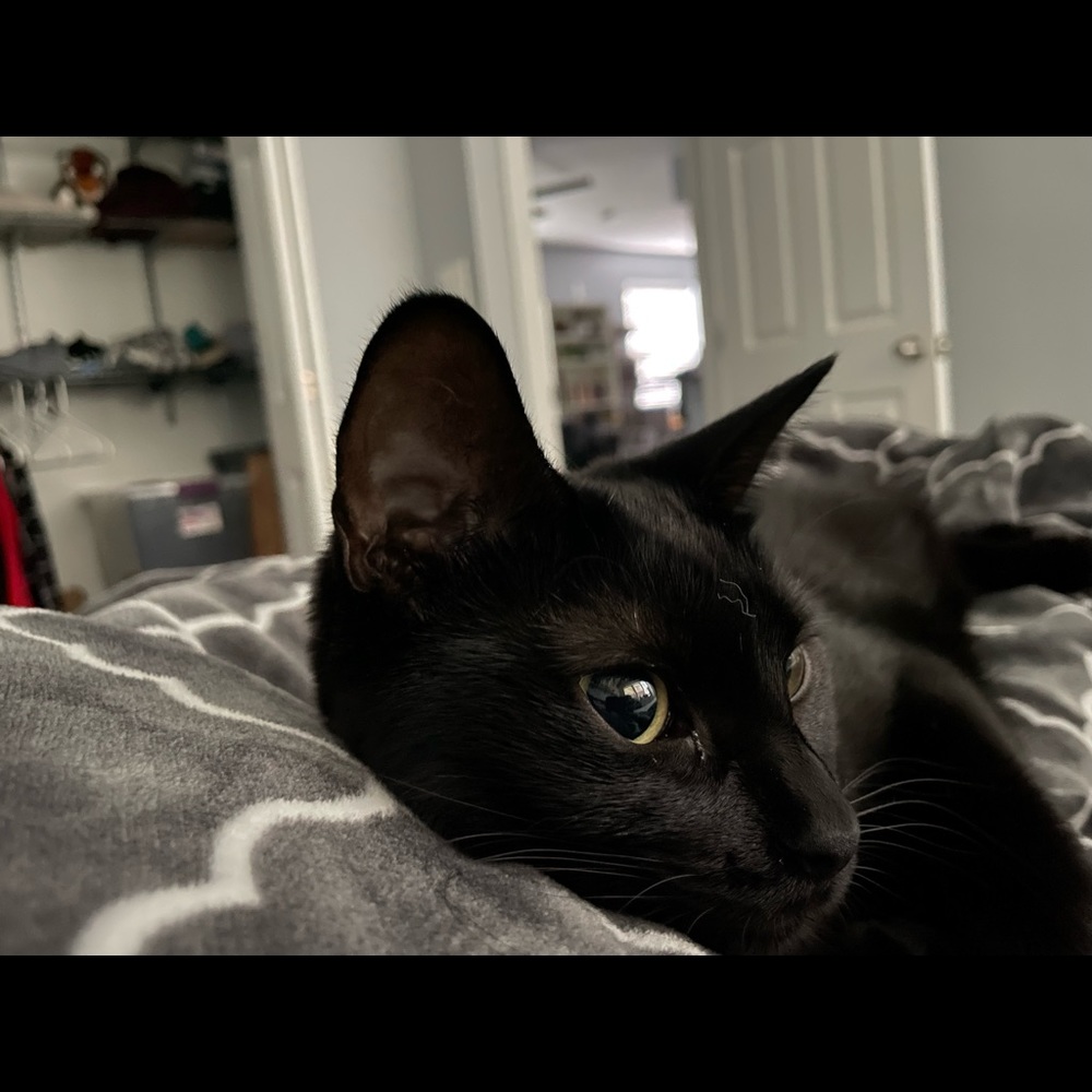 Meet your Posher, Jolie